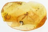 Detailed Fossil Mayfly (Ephemeroptera) In Baltic Amber #325338-1